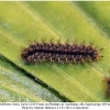 melitaea cinxia larva4b